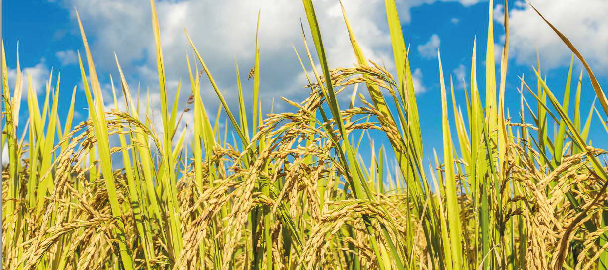Modélisation Economique pour l'Evaluation des Politiques Agricoles