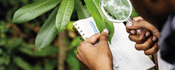 Observatoire Nationale des Forêts par Télédétection